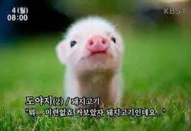 바라 이미지