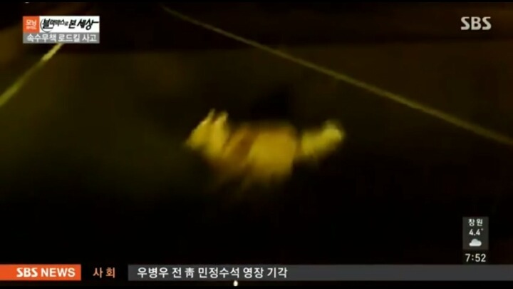 기적적인 강아지 로드킬 | 인스티즈