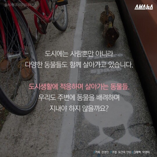 도로를 건너 긴 여정을 떠나는 아기오리와 엄마오리 가족 (심장 폭행) .jpg | 인스티즈