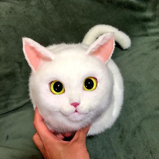 고양이 가방 | 인스티즈
