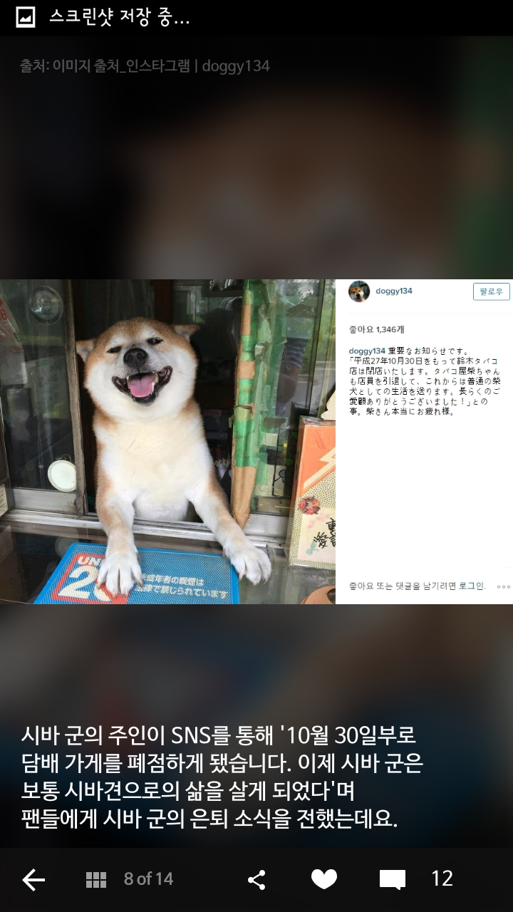 손님 접대에서 은퇴한 도쿄 담배가게의 시바견 | 인스티즈