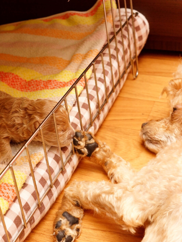 자기가 낳은 새끼를 바라보는 엄마 푸들(초귀여움 주의) | 인스티즈