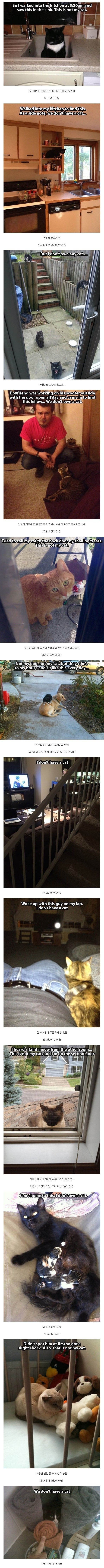 이건 내 고양이가 아닌데?? | 인스티즈