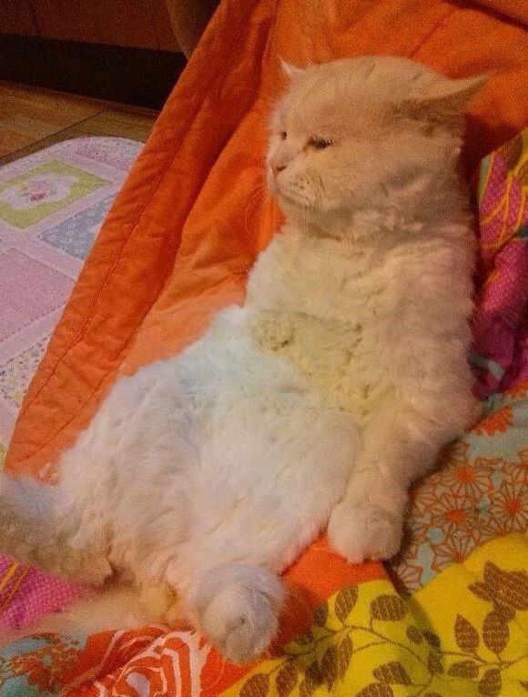 대구에 사는 냐옹이.jpg | 인스티즈