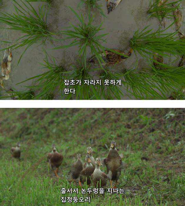 시골오리 이미지