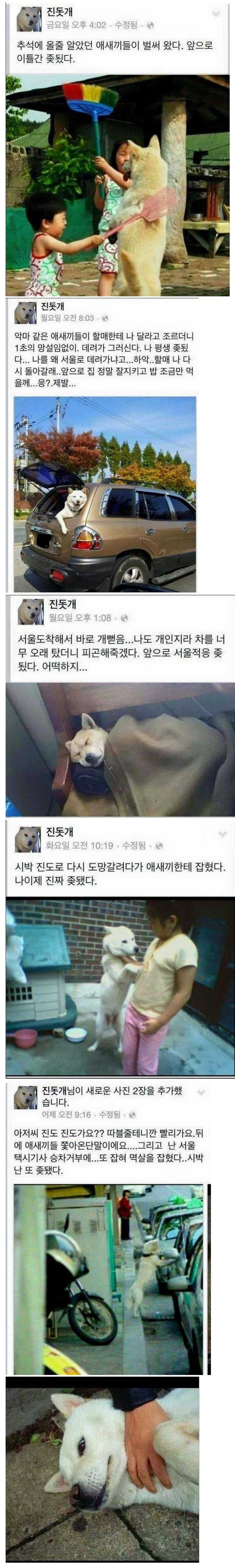 견종 이야기 - 진돗개 | 인스티즈