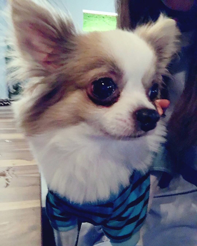 트와이스 인스타...아니 개스타 업데이트 사진(쯔위 본가 애완견) | 인스티즈