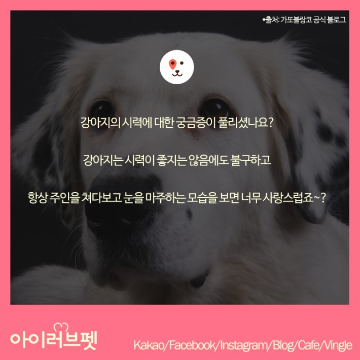 강아지가 보는 세상 | 인스티즈
