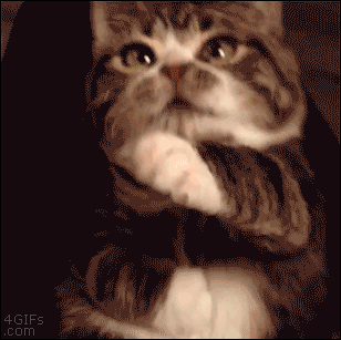애교쩌는 고양이 .GIF | 인스티즈