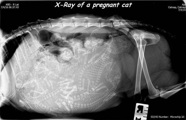 임신한 고양이의 x-ray 사진 | 인스티즈