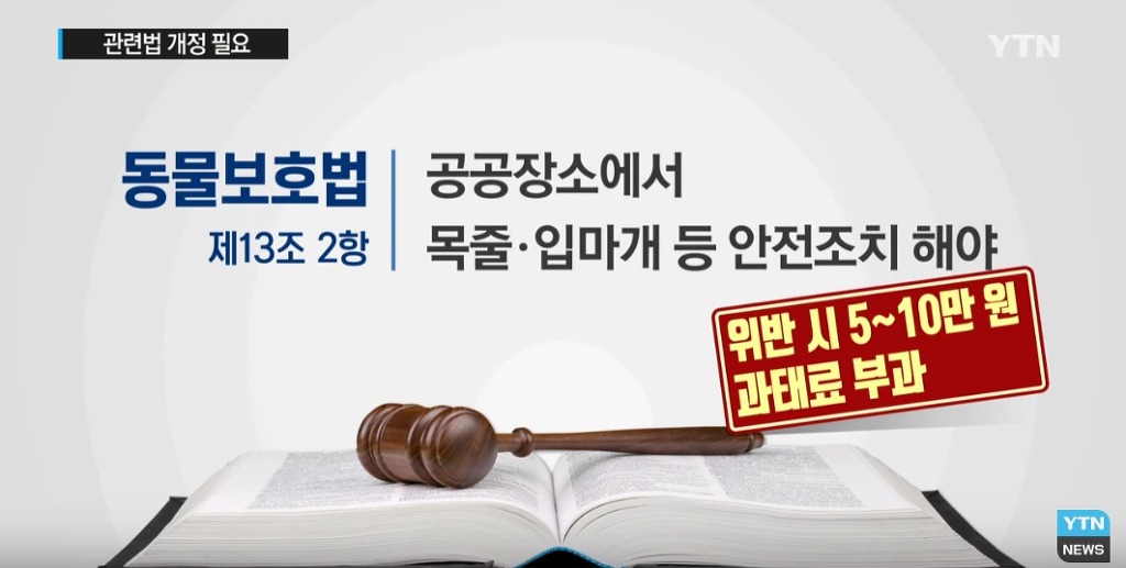 퓨마도 잡는다는 개가 거리 활보?...법 개정 필요 | 인스티즈