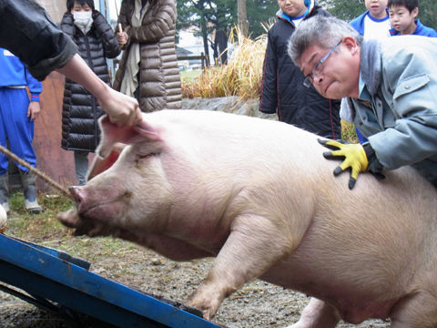 돼지학교 이미지