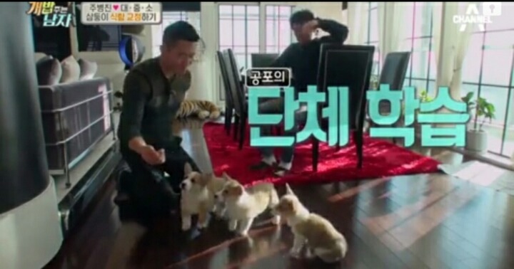[개밥주는남자] 웰시코기 삼둥이 대중소 식탐고치기 (feat.갓형욱) | 인스티즈