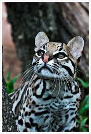 야생 고양이라고 하는데 맹수과로 지정되서 못키운다는 오셀롯 | 인스티즈