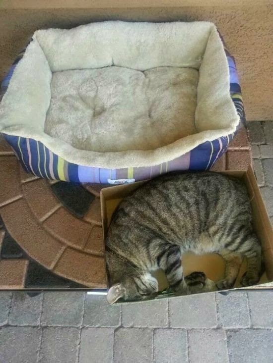 집사들이 고양이 집을 잘 안 사는 이유 | 인스티즈