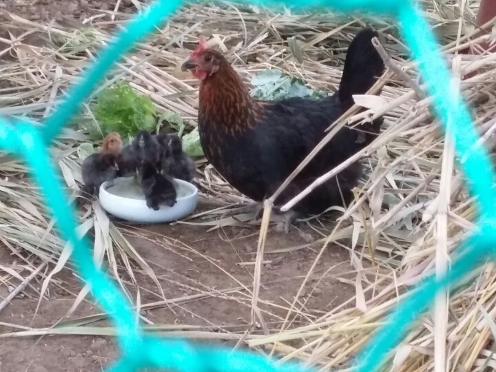 엄마닭 이미지
