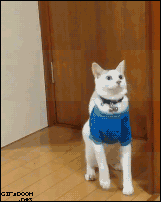 세계에서 제일큰 고야옹이.gif | 인스티즈
