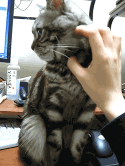 시크한 고양이들 .gif | 인스티즈