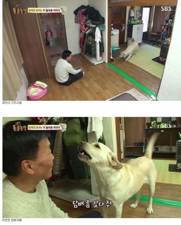 동물농장에 나온 역대급 천재 개ㄷㄷ | 인스티즈