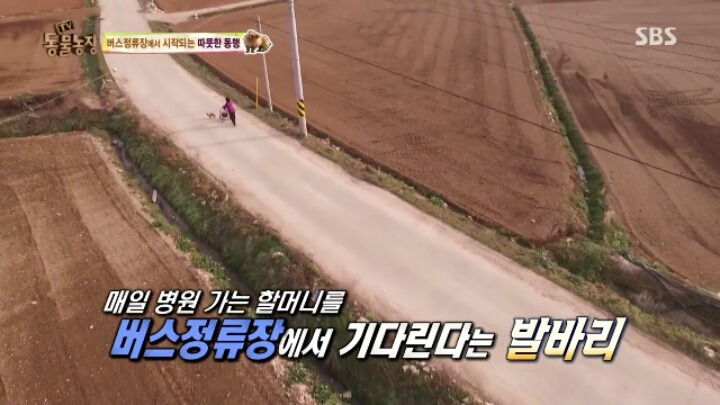 [동물농장] 할머니와 발바리의 따뜻한 우정 | 인스티즈