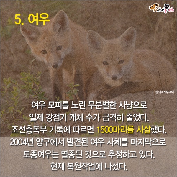  일제강점기 한반도에 사라진 동물들 | 인스티즈