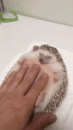 고슴도치 재우기.gif | 인스티즈