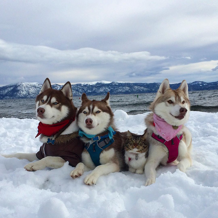 시베리안 허스키와 고양이.jpg | 인스티즈