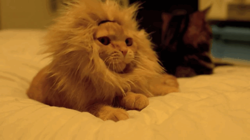 귀여움주의 | 인스티즈