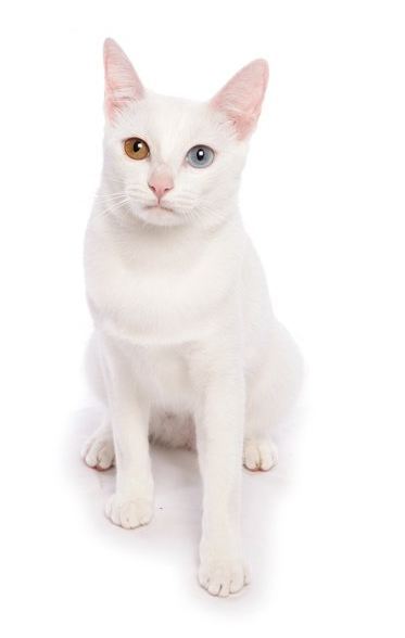 순백색 털에 오드아이를 가진 신비한 분위기의 냥이, 카오마니 고양이에 대하여 | 인스티즈