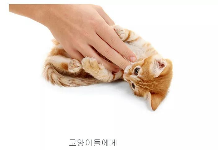 숨길수없는 고양이과의 본능 | 인스티즈