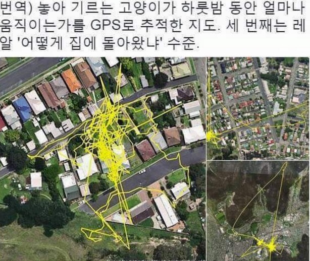 놓아 기르는 고양이에게 GPS를 붙혀놨더니 | 인스티즈