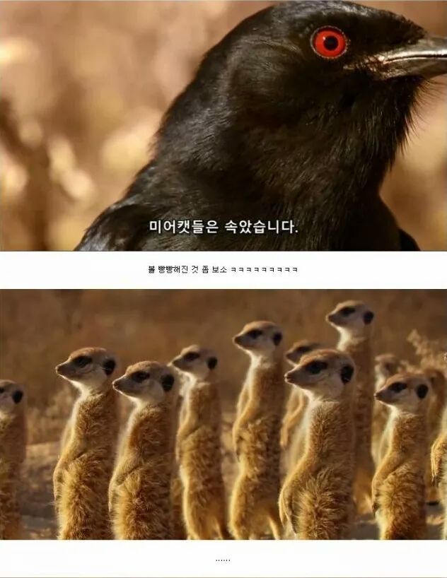 까마귀 인성수준 ㅎㅎㅎㅎㅎㅎㅎㅎ | 인스티즈