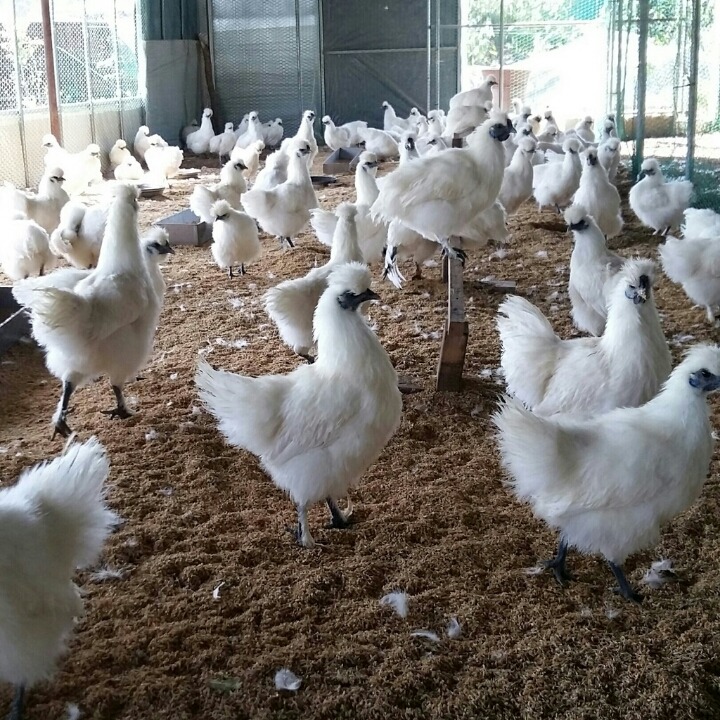 백봉인 이미지