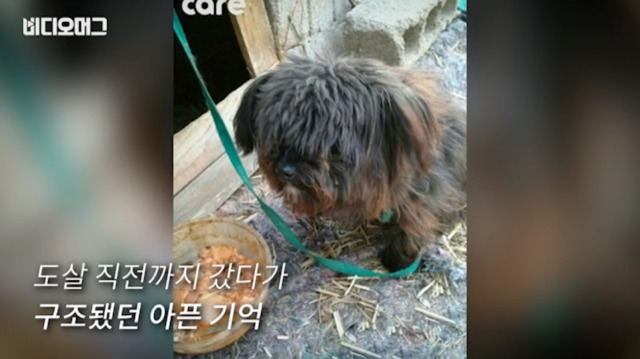 토리가 새마약방석이 맘에 들었나보다(영상） | 인스티즈