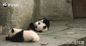 삼각김밥 판다.gif | 인스티즈