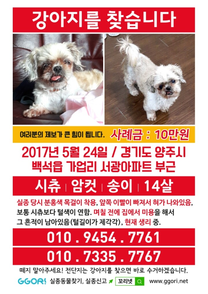 경기도 양주시 백석읍 가업리에서 사라진 강아지 송이를 찾습니다! (끌올) | 인스티즈