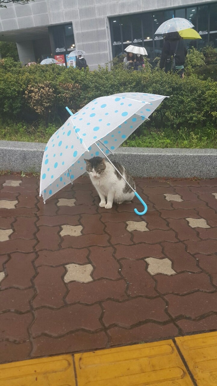 길고양이에게 우산을.JPG | 인스티즈
