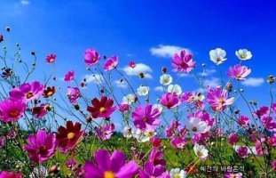 코스모스 이미지