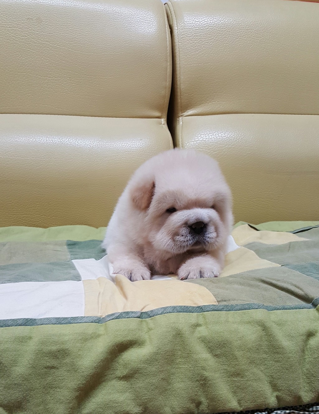 황제1 이미지