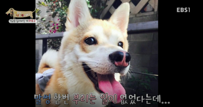 아픈 개가 주인을 피하는 이유 +추가 | 인스티즈