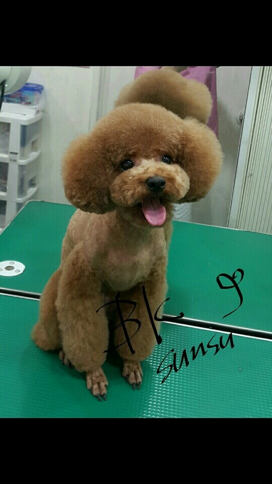 중앙애견미용학원 이미지