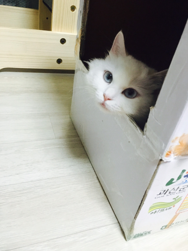 집사들이 고먐미한테 하는 짓.twt | 인스티즈