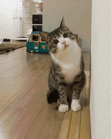 고양이.gif | 인스티즈