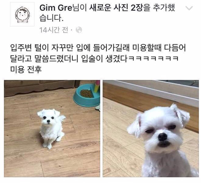 입주변털이 자꾸 입에 들어가서 미용을 해주었더니 .jpg | 인스티즈