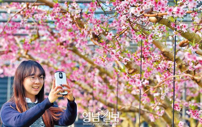 참밀 이미지