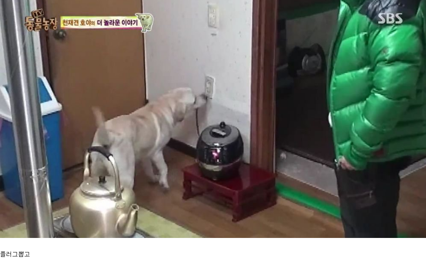 동물농장 완전 똑똑한 멍멍이 | 인스티즈