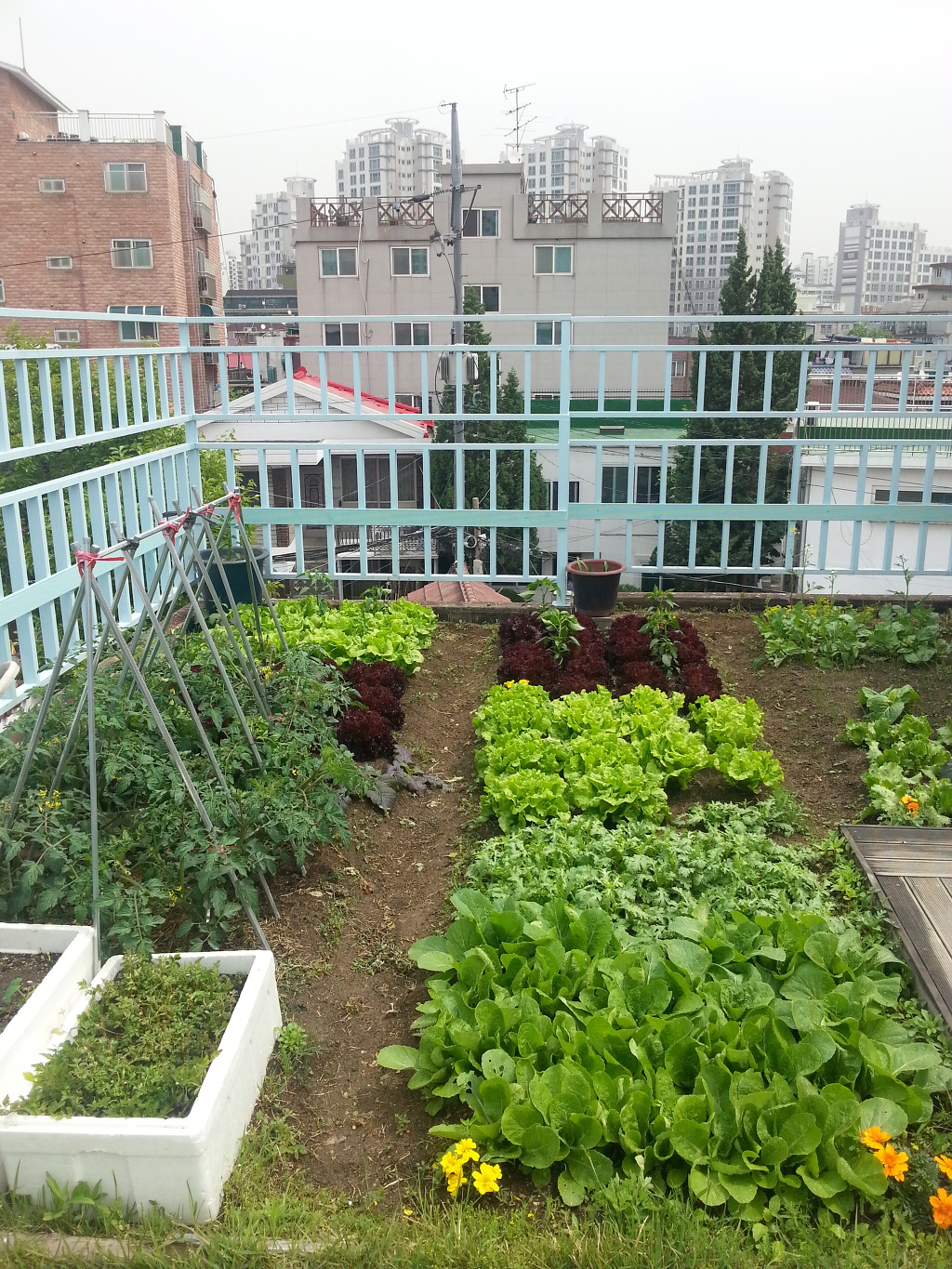 텃밭 이미지