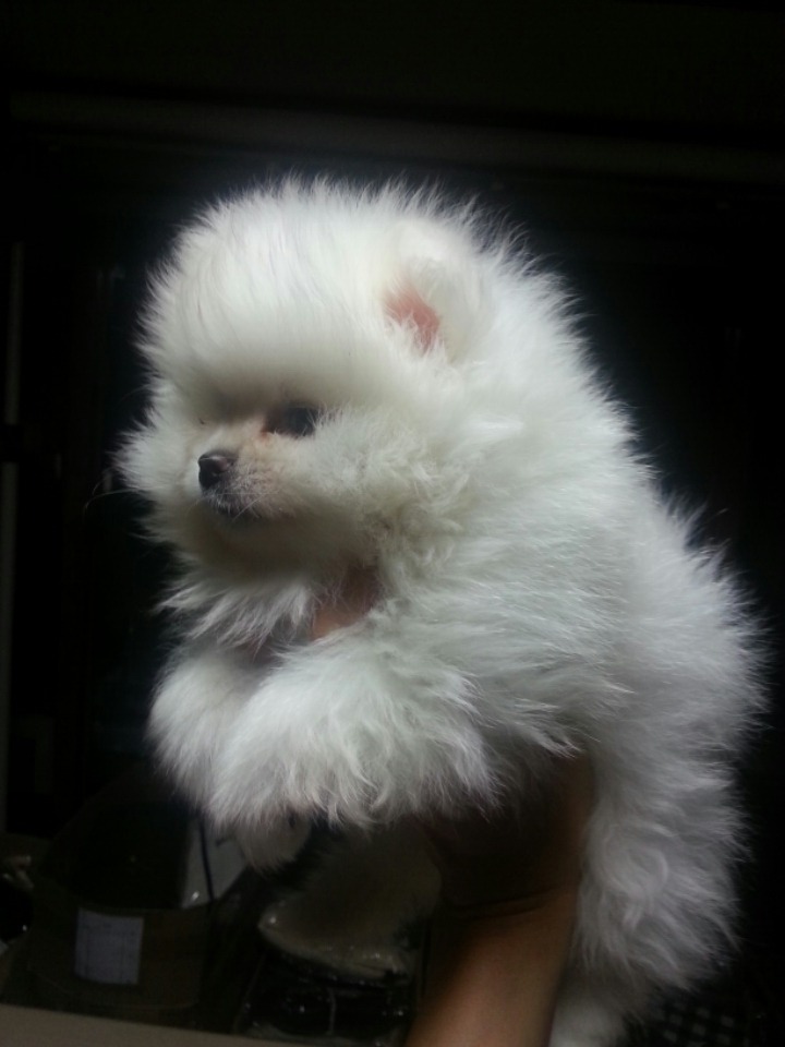 흰둥이 이미지