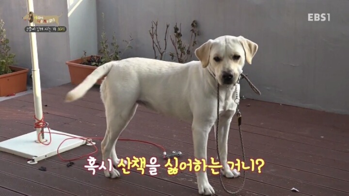 겁 많은 대형견 보리 | 인스티즈