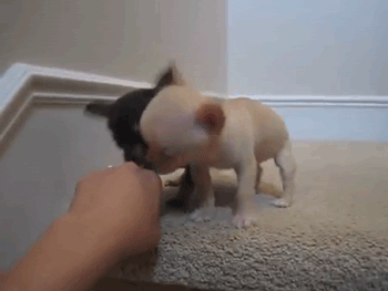 사람 손을 공격하는 강아지 두마리 (혐오주의) | 인스티즈